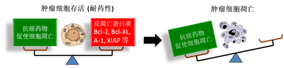 图 1：肿瘤细胞通过反凋零蛋白产生耐药性，对反凋零蛋白的抑制将改变平衡，消除肿瘤耐药性。