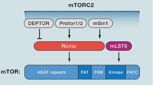 mTORC2的组成蛋白主要有Rictor、mSin1、mSLT8和Protor等