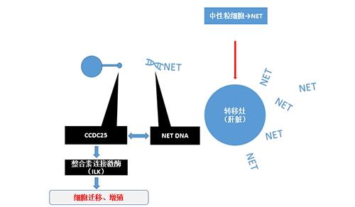 除了单纯的捕获，NET DNA与CCDC-25的结合还增强了癌细胞的侵袭行为，促进了癌症的肝转移。