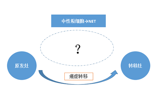 NET可能会通过某些方式“捕获”或“唤醒”癌细胞，从而造成癌细胞的迁移。