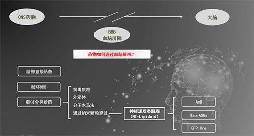 人工合成NT类脂质开放血脑屏障，为CNS药物打开新局面