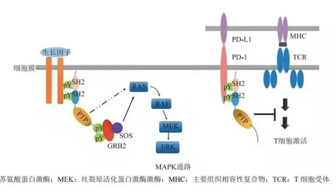 晚期恶性肿瘤患者的福音，SHP2变构抑制剂RG001片获批临床.png