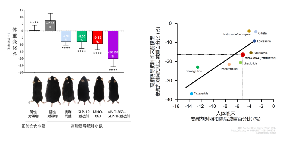 4周降低近10%体重！人生就是博助力慕恩生物MNO-863活菌生物药获批临床