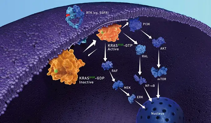 【视频合集】KRAS的功能、结构特征、致癌突变及G12C共价抑制剂研究进展